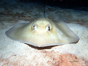 Stingray, Utila Honduras. by Marylin Batt 